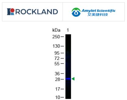 Rockland Immunochemicals丨艾美捷GFP抗体-荧光素结合物 Rockland Immunochemicals丨艾美捷GFP抗体-荧光素结合物