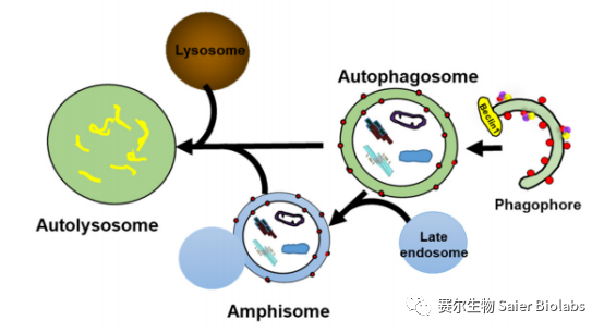 细胞凋亡、焦亡、铁死亡、铜死亡、细胞自噬及相关蛋白标志物