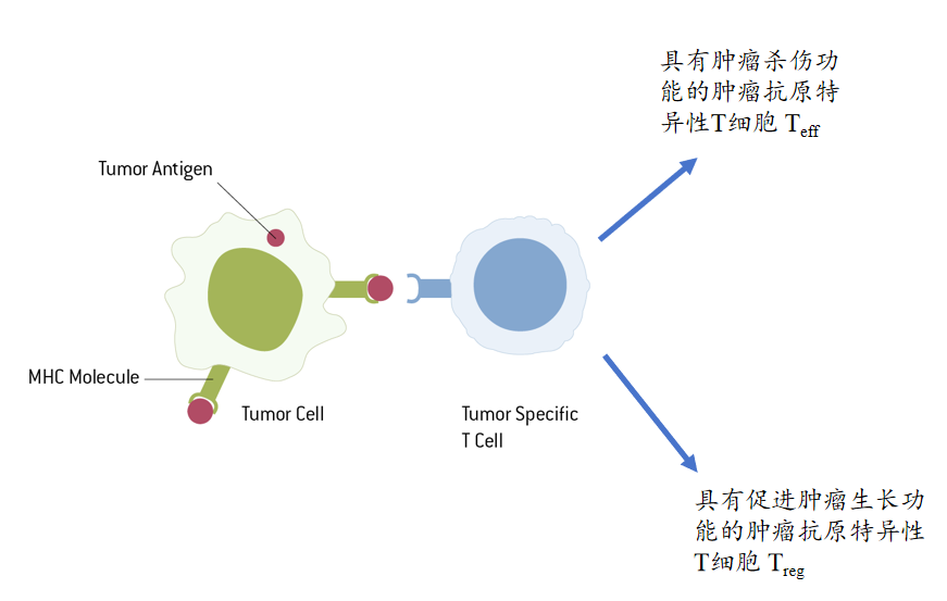 深度、全面！全新的肿瘤抗原特异性T细胞含量检测
