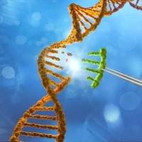 类器官基因敲除（CRISPR/Cas9）套餐