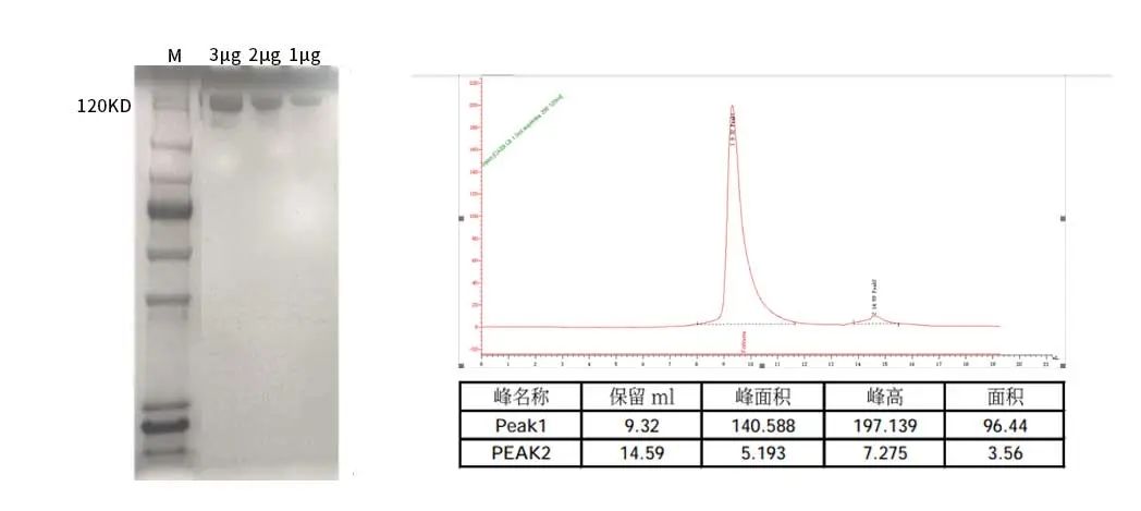 NLS-Cas9 Nuclease新品上市，限量免费享正装！