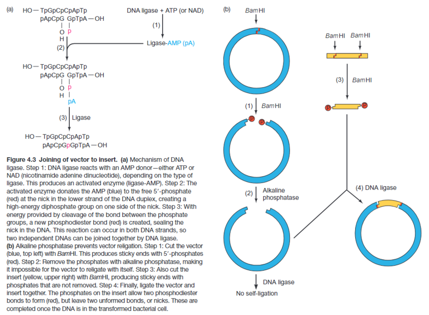 干货分享 | 质粒载体