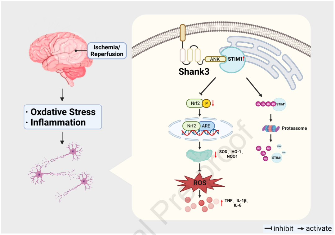 客户文献分享，IF＞11|Shank3：脑缺血再灌注损伤的守护者，揭示神经保护的新篇章