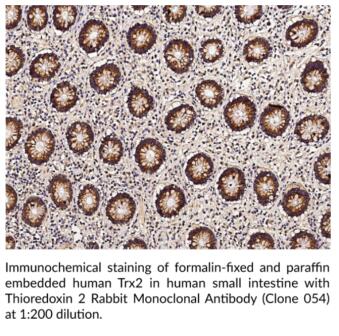 艾美捷Cayman Chemical硫氧还蛋白2兔单克隆抗体