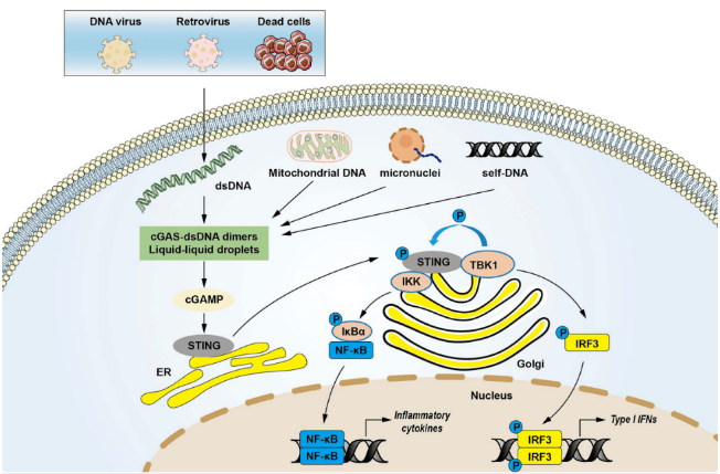 脂质纳米粒：递送 STING-mRNA-LNP 有望成为新的抗癌治疗方法！