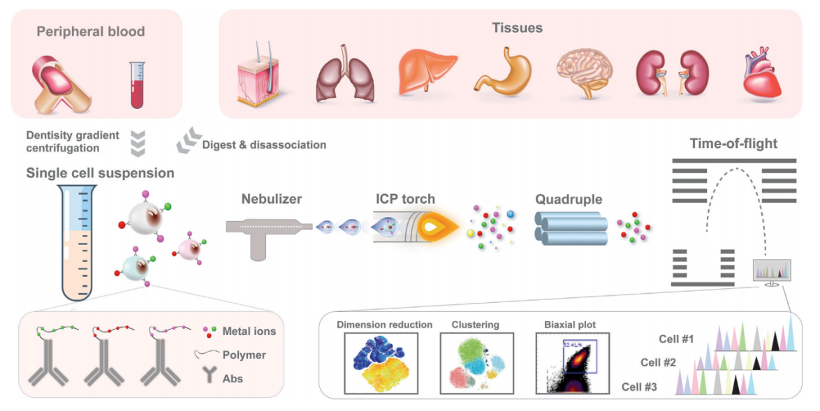 两篇高分文献带您了解质谱流式（CyTOF）的应用