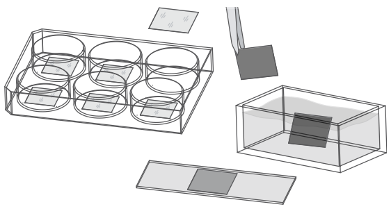 ibidi活细胞共聚焦利器|μ-Dish 35 mm共聚焦皿