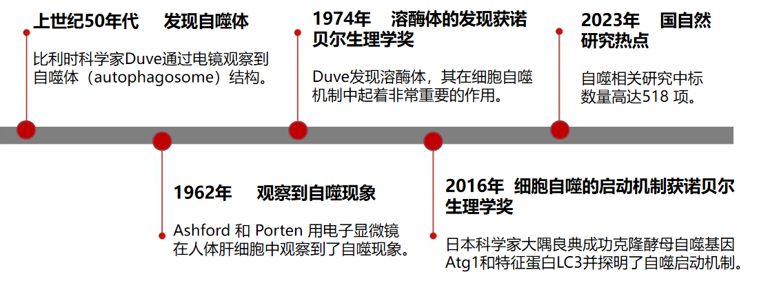 国自然热点│自噬相关信号通路关键蛋白及研究策略