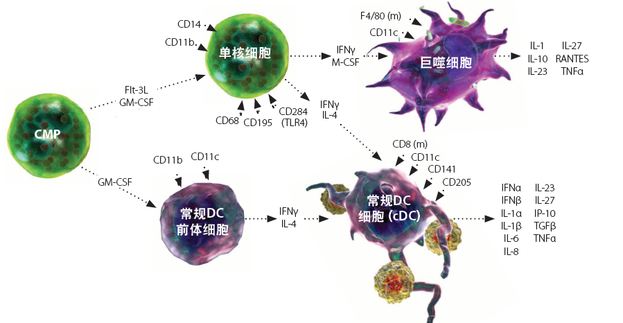 新品上市 | NanoSep™CD14分选磁珠，免费试用！