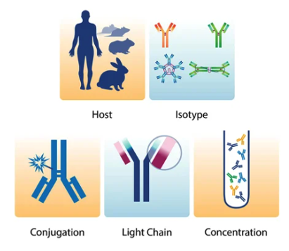 如何选择和使用同型对照isotype进行体内实验