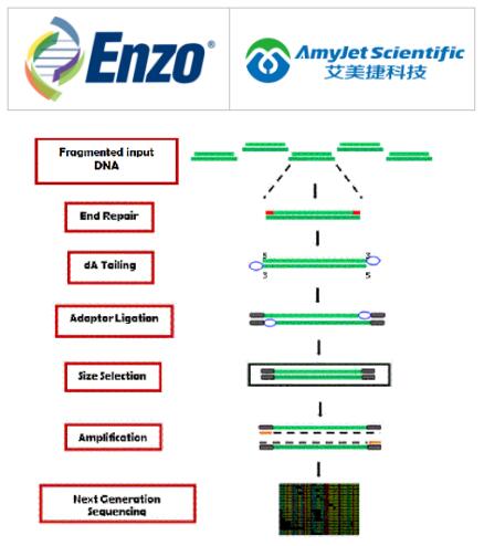 Enzo Life Sciences艾美捷AMPINEXT™ DNA 文库制备试剂盒 Enzo Life Sciences艾美捷AMPINEXT™ DNA 文库制备试剂盒