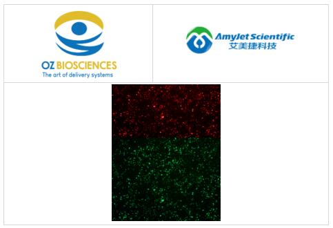 艾美捷OZ Biosciences RmesFect CRISPR转染试剂解决方案 艾美捷OZ Biosciences RmesFect CRISPR转染试剂解决方案