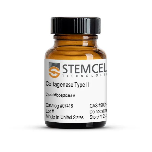 II型胶原酶