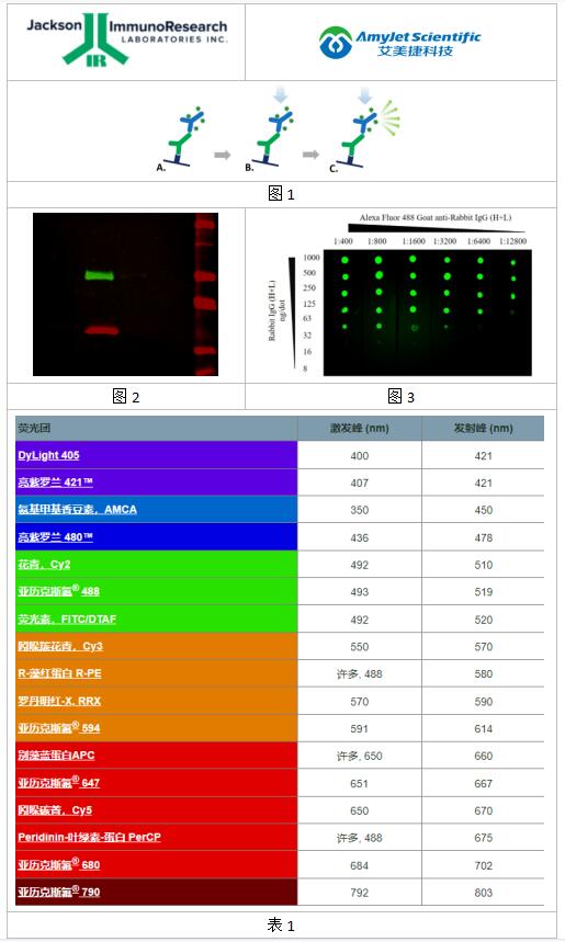 Jackson ImmunoResearch 荧光免疫印迹的优势和荧光团分展示