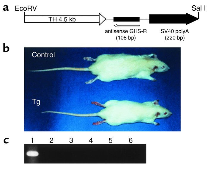 激动剂抑制剂全推荐——GHSR激动剂