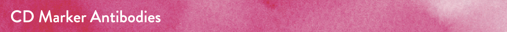 BioXcell特色抗体之：CD Marker