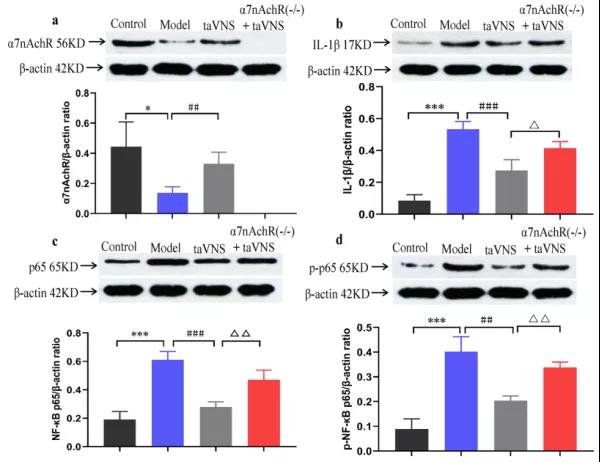  大鼠在神经领域的应用