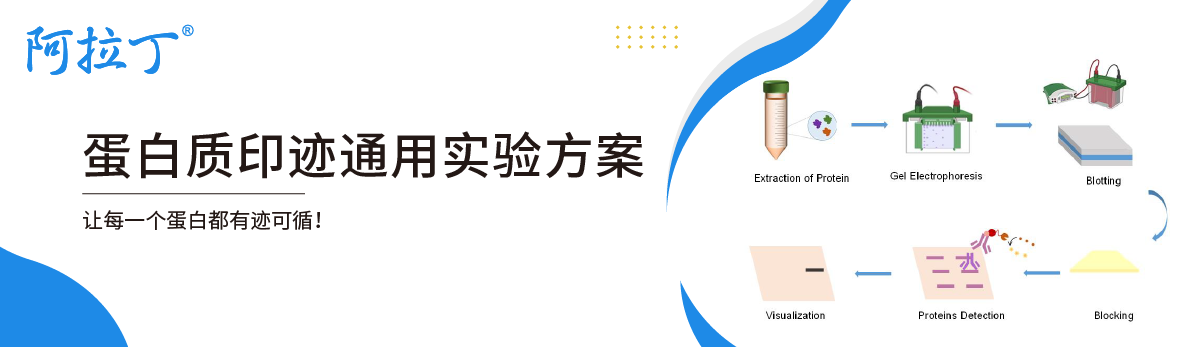 【阿拉丁】蛋白质印迹通用实验方案
