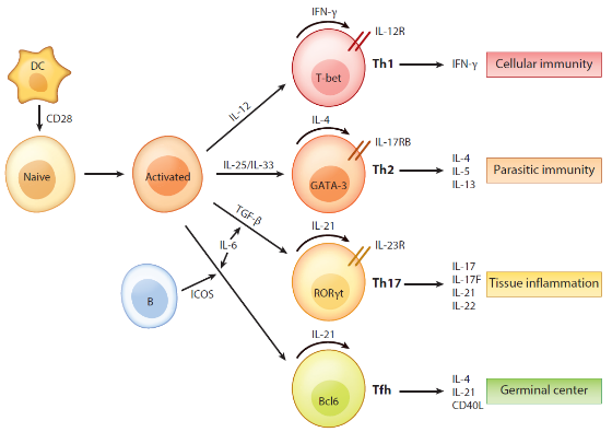 免疫细胞培养通关技巧之扩增&培养