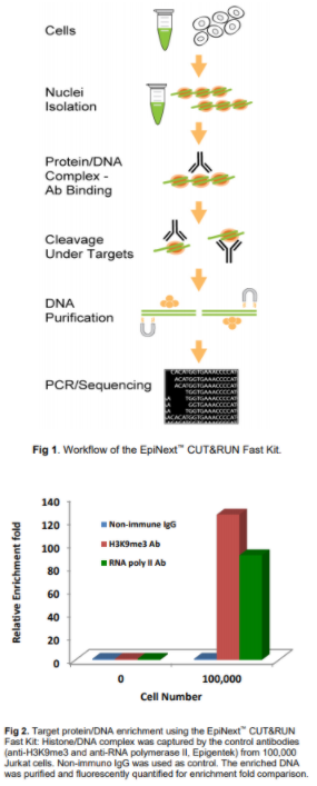 CUT＆RUN技术丨EpiNext CUT＆RUN快速套件方案