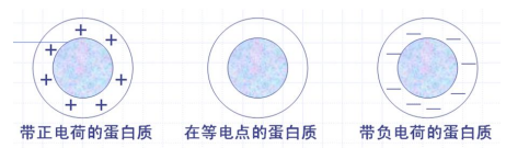 氢氧化铝佐剂：不同铝佐剂的选择和作用机制