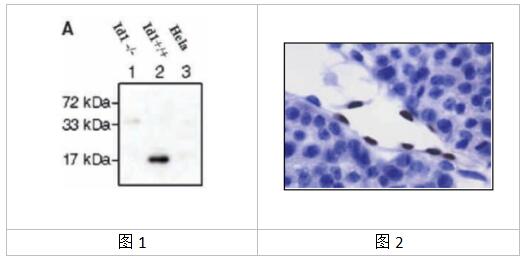 CalBioreagents ID蛋白抗体的功能和应用实例