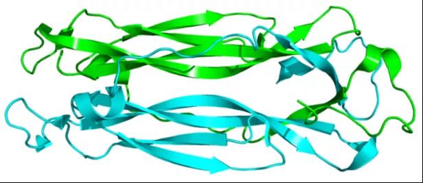 IL-17: 一个人的“骑兵队”