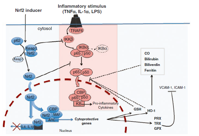 小优Details-如何做好NRF2