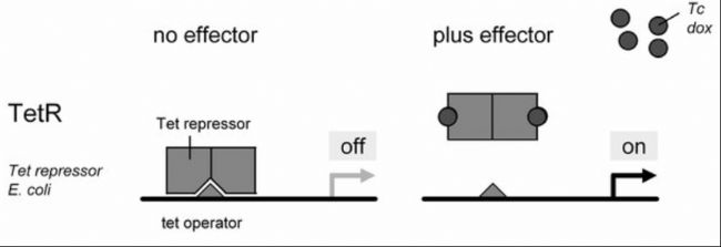 小鼠基础知识九：认识四环素诱导型Cre-lox系统