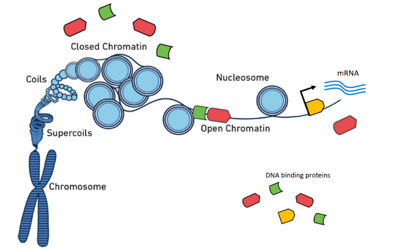 上新 | 保姆级ATAC建库试剂盒，轻松carry表观建库