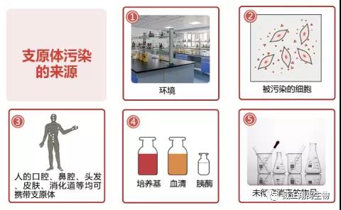 怎样给细胞做支原体筛查