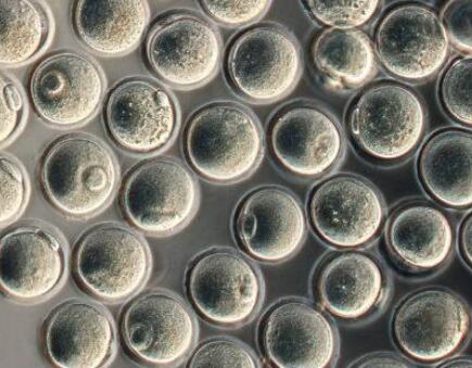 胚胎干细胞中的分子伴侣介导的自噬可作为修复或再生受损细胞和器官的新型治疗靶点