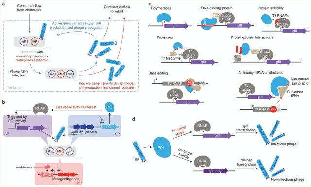 涨知识 | 酶定向进化之突变体文库筛选技术大全