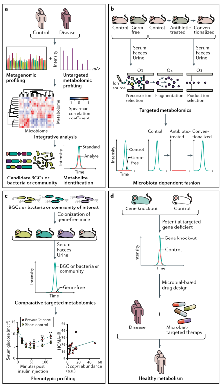 重磅：菌群及代谢物与疾病全解读