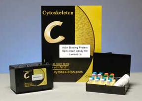 Cytoskeleton 艾美捷代理肌动蛋白结合蛋白降速分析生物化学试剂盒 Cytoskeleton 艾美捷代理肌动蛋白结合蛋白降速分析生物化学试剂盒