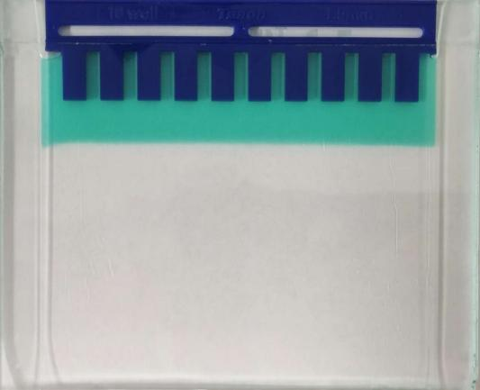 新品早知道|免染PAGE胶快速制备试剂盒