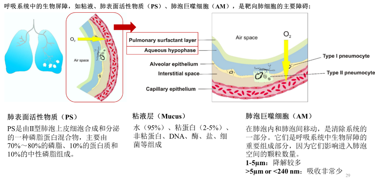 什么是吸入性脂质体？