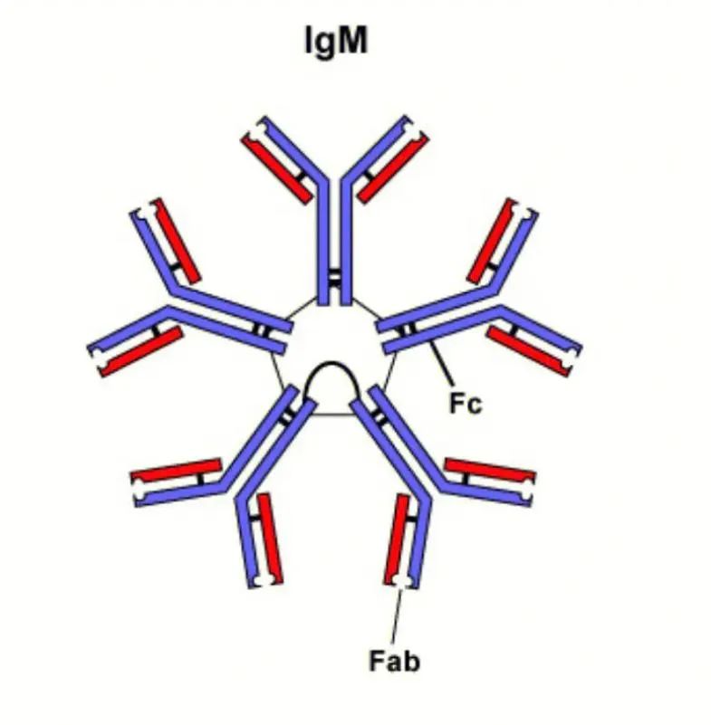 科普知识 | 一文了解IgM、IgG、IgA、IgE四种抗体