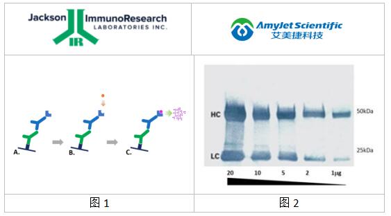 Jackson Western印迹检测分析物丨比色免疫印迹