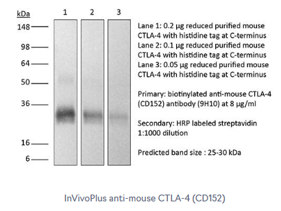 附文献丨艾美捷InVivoPlus抗小鼠CTLA-4 (CD152)介绍 附文献丨艾美捷InVivoPlus抗小鼠CTLA-4 (CD152)介绍