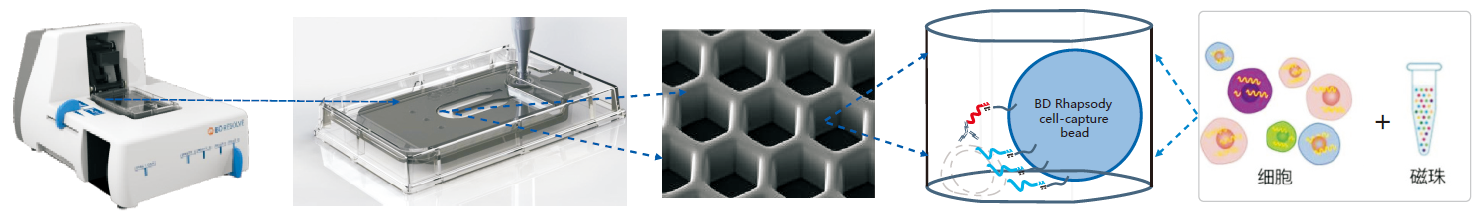 BD Rhapsody单细胞分析系统
