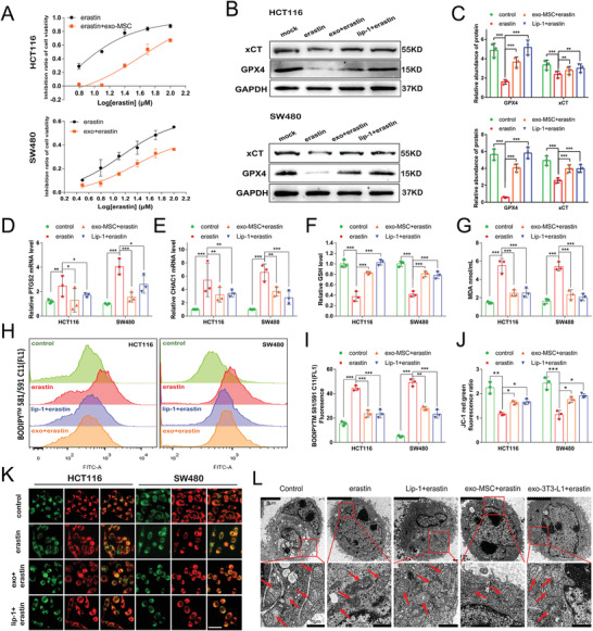 铁死亡 外泌体.jpg