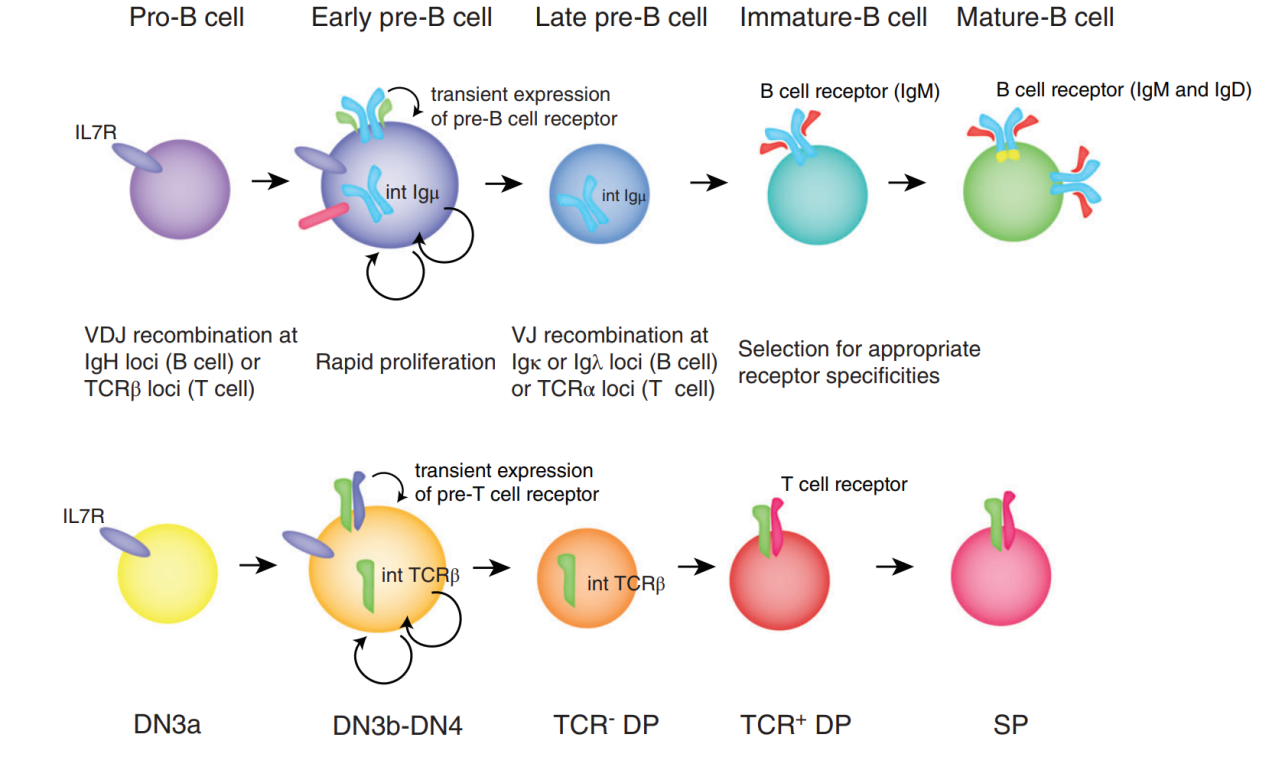 免疫小课堂——淋巴细胞的发育及其表面标记