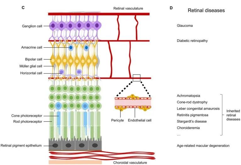 睛彩继续！四款首创授权全新AAV血清型靶向视网膜不同细胞层 | 新品发布