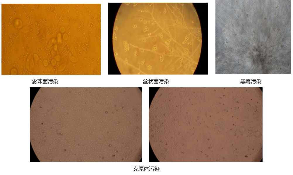 细胞培养之清洁大作战