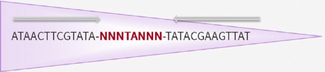 小鼠基础知识六：什么是Cre-lox