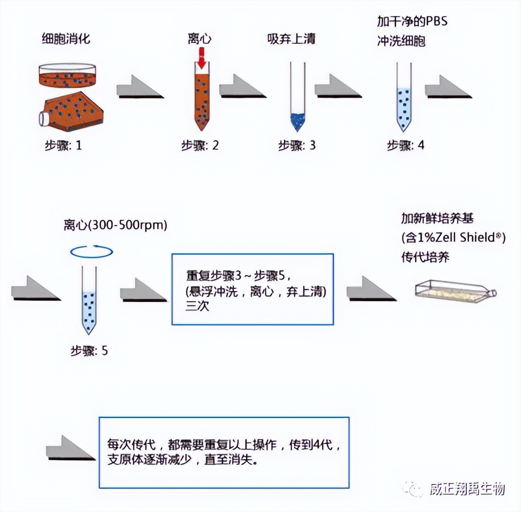 支原体祛除剂使用攻略