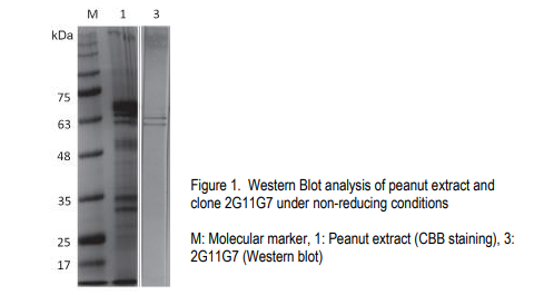 Chondrex小鼠抗花生粗提取物IgE抗体2G11G7正在促销 Chondrex小鼠抗花生粗提取物IgE抗体2G11G7正在促销