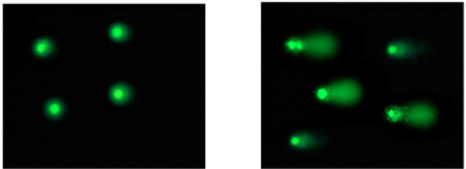 Cell Biolabs【彗星分析应用领域】新手收藏一下