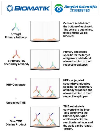 Biomatik 艾美捷 Claudin 2细胞ELISA试剂盒